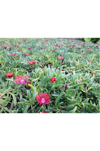 Полуденна квітка